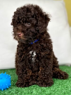 Chocolate Male Toy Poodle 🍫‼️ (Deposit Only Please Read The DESCRIPTION Below‼️