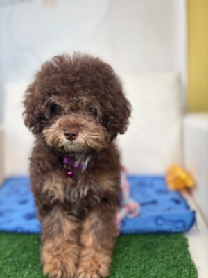 Chocolate Phantom Female Toy Poodle (Deposit Only ‼️ Please Read DESCRIPTION Below‼️)