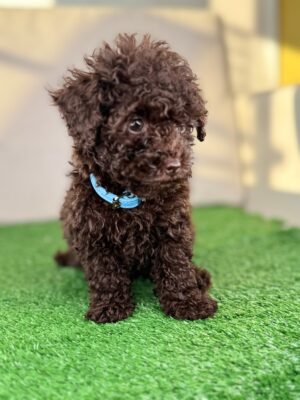 Female Chocolate Teacup Poodle 🍫Deposit Only‼️ (Please DESCRIPTION Read Below‼️)