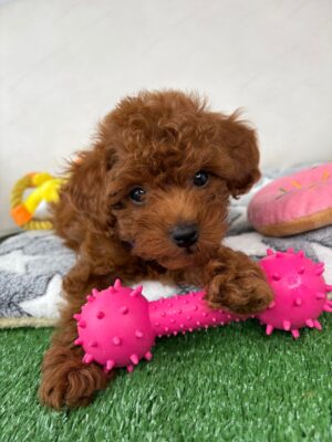 Female Micro Poodle (Deposit Only ‼️Please Read The Description Below‼️)