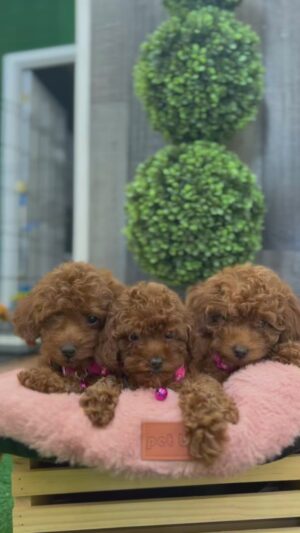 Female Red Teacup Poodle 🐩 (Deposit Only, Please Read The Description Below‼️)