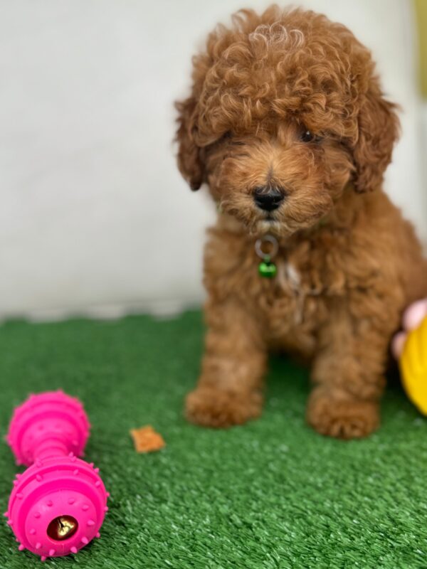 Female Toy Poodle (Deposit Only‼️Please Read The Description Below‼️)