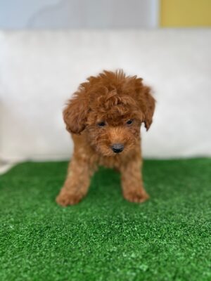 Male Micro Poodle (Deposit Only ‼️Please Read The DESCRIPTION Below‼️)