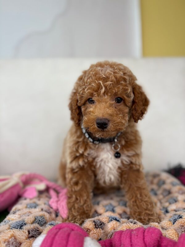 Male Mini Poodle 🐩 (Deposit Only, Please Read The Description Below‼️)