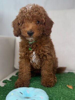 Male Miniature Poodle (Deposit Only ‼️ Please Read The DESCRIPTION Below‼️)