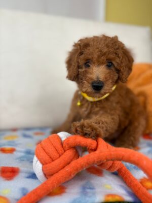Male Miniature Poodle PROMOTION PUP (Deposit Only ‼️ Please Read The DESCRIPTION Below‼️)