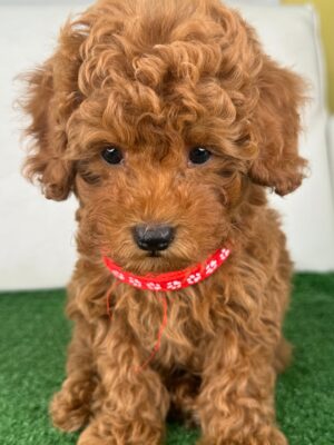 Male Red Toy Poodle (Deposit Only‼️Please Read The Description Below‼️)