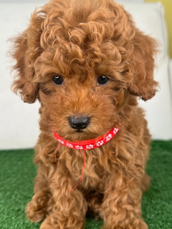 Male Red Toy Poodle (Deposit Only‼️Please Read The Description Below‼️)