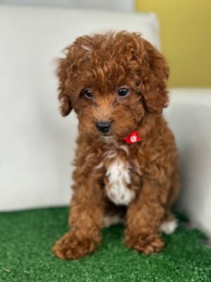 Male Red Toy Poodle (Deposit Only Please Read The DESCRIPTION Below‼️