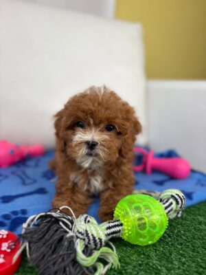 Male Teacup Poodle (Deposit Only‼️Please Read The Description Below‼️)