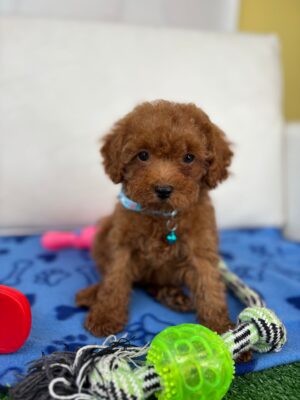 Male Teacup Poodle ‼️(Deposit Only ‼️ Please Read The Description Below ‼️)