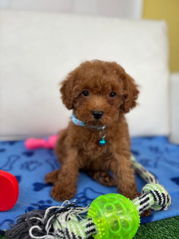 Male Teacup Poodle ‼️(Deposit Only ‼️ Please Read The Description Below ‼️)