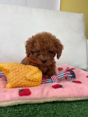 Red Female Micro Poodle 🐩 (Deposit Only ‼️Please Read The Description Below‼️)