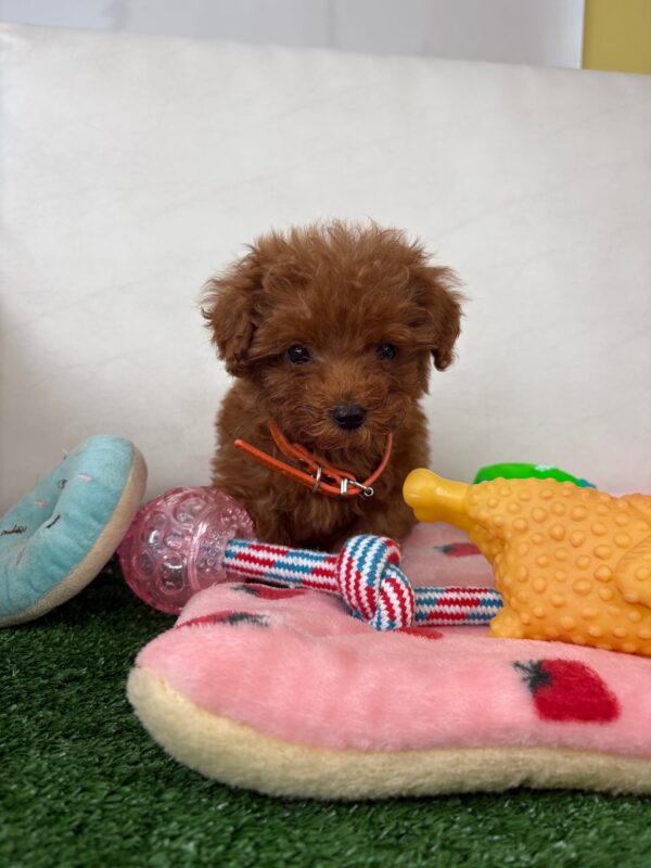 Red Female Micro Poodle 🐩 (Deposit Only ‼️Please Read The Description Below‼️)