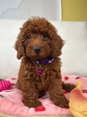 Red Female Mini Poodle PROMOTION Pup (Deposit Only ‼️Please Read The DESCRIPTION Below‼️)