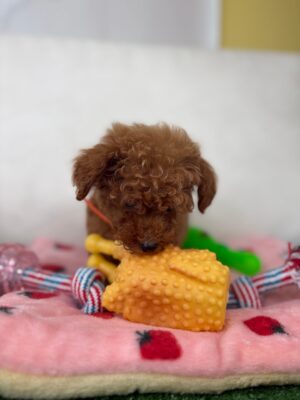 Red Male Micro Poodle 🐩 (Deposit Only ‼️Please Read The Description Below‼️)