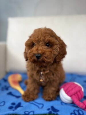 Red Male Miniature Poodle (Deposit Only ‼️ Please Read DESCRIPTION Below‼️)