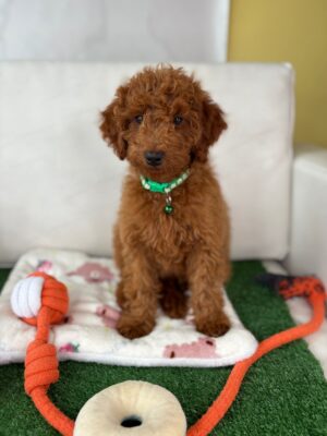 Red Male Miniature Poodle PROMOTION PUP (Deposit Only ‼️ Please Read The DESCRIPTION Below‼️)