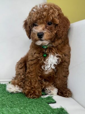 Red Male Toy Poodle (Deposit Only ‼️ Please Read DESCRIPTION Below‼️)