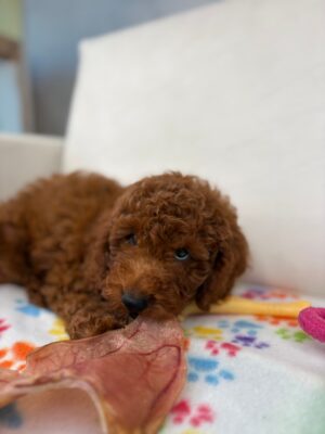 Red Miniature Male Poodle ( Deposit Only, Please Read The DESCRIPTION Below‼️)